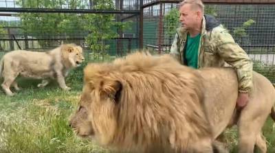 С тапком против львов: мужчина разогнал разъяренных зверей по углам почти голыми руками - видео