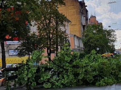 Остановились троллейбусы и автомобили: в центре Киева на дорогу рухнуло дерево