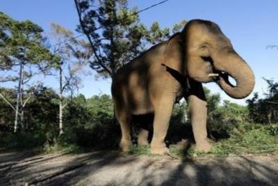 В Индии слон повеселил публику, пытаясь пошутить над буйволом