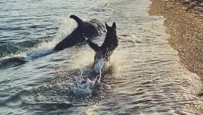 Игра дельфина с собакой на крымском пляже попала на видео