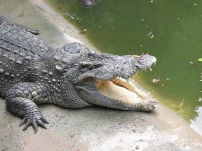 Из гигантского крокодила достали проглоченную им женщину (видео)