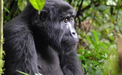 В Уганде браконьеры убили "самую известную гориллу Африки"