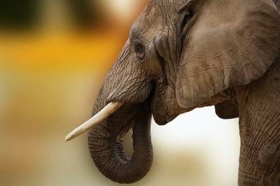 СМИ: число загадочных смертей слонов в Ботсване выросло до 170