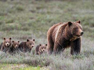 В американском заповеднике мама-медведица родила 17-го медвежонка