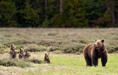 В американском заповеднике мама-медведица родила 17-го медвежонка