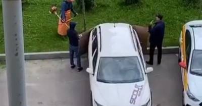 Коммунальщики позаботились о машине москвича при стрижке газона