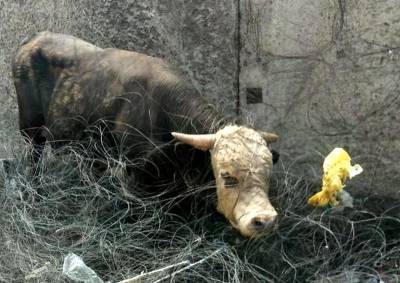 Жителей Бурятии просят спасти маленького бычка от верной смерти