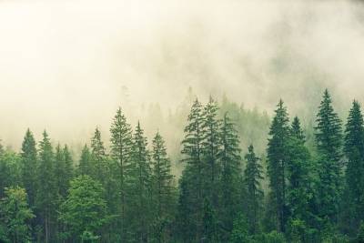 В Бурятии у «черного лесоруба» взыскали часть пенсии за хлам в лесу