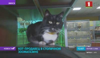 Кот - не рыболов, а охранник рыб - работает в столичном магазине "Природа"