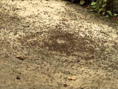 Почему муравьи маршируют по кругу, пока не умрут