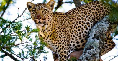 Нацпарк в Приморье с леопардами вновь начал принимать туристов