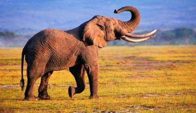 Загадочная смерть слонов в Ботсване