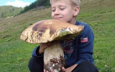 В Закарпатье нашли белый гриб огромных размеров