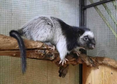 В Московском зоопарке родился детеныш филиппинских дымчатых крыс