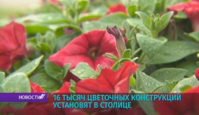 Два миллиона однолетних цветов украсят Минск