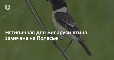 Нетипичная для Беларуси птица замечена на Полесье