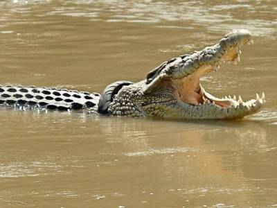 В Индонезии гигантский крокодил проглотил женщину, рептилию-людоеда убили