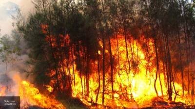 Режим ЧС ввели из-за лесного пожара в крупном районе на Камчатке