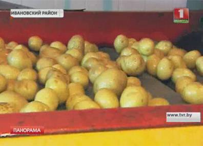В Беларуси стали выращивать картофель для чипсов