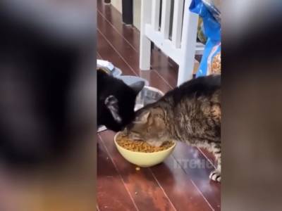 Кот с челюстью экскаватора перестал делится с соседом вкусняшками