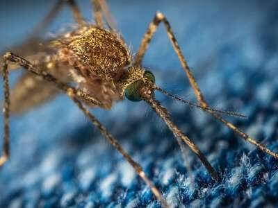 Вакцину с комариной слюной решили создать вирусологи США