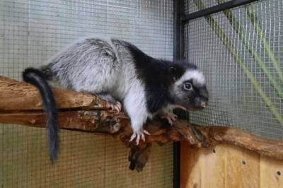 В Московском зоопарке у филиппинских дымчатых крыс родился детеныш