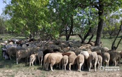Под Измаилом мужчина похитил 200 овец и коз