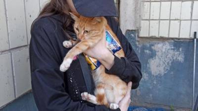 Спасатели вызволили кошку, застрявшую между домами в Тихвине