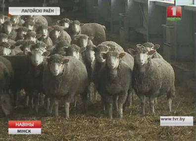 В Минской области развивается овцеводство