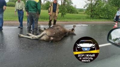 Водитель сбил лося на подъезде к Ивангороду