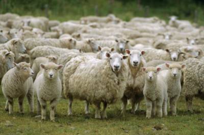 В Одесской области задержали мужчину, который украл отару овец, стоимостью 300 тысяч гривен