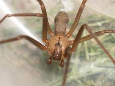 Сотрудники eBay отправляли критиковавшим их блогерам посылки с пауками
