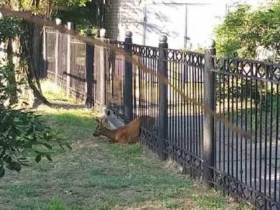 В Херсонской области спасли косулю, которая застряла в заборе