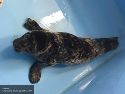 Жители Сахалина спасли умирающего детеныша тюленя от смерти