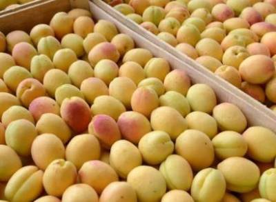 Эксперт: Экспорт абрикосов, черешни и персиков из Армении будет существенно ниже прошлогодних