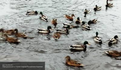 Жителям Москвы посоветовали не купаться в прудах с утками из-за заразы
