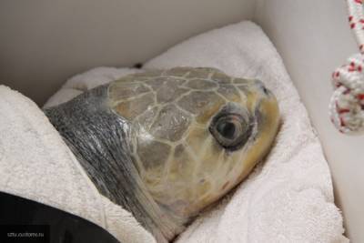 Легендарную 100-летнюю черепаху с непревзойденным либидо отпустили на волю