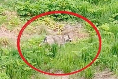 Отбой тревоги: зверь из Михайловского, которого приняли за волка, оказался домашним псом