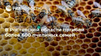 В Ростовской области погибли более 600 пчелиных семей