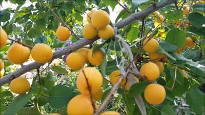 Сердце и щитовидка "зацветут": какой летний фрукт избавит от серьезных недугов