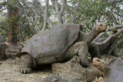 Увеличившую популяцию столетнюю черепаху выпустили на волю в Эквадоре