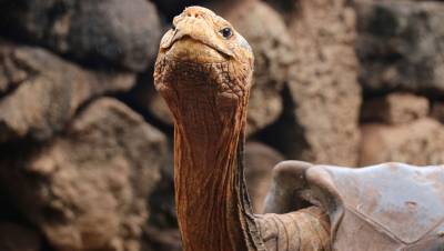 Черепаху Диего, спасшего свой вид от вымирания, отпустили на волю