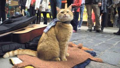 В Британии умер уличный кот Боб, выступавший с известным музыкантом