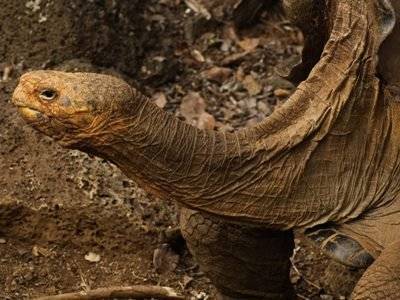 100-летний самец гигантской черепахи спас свой вид от вымирания