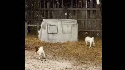 Что это? Посмотрите, как козлята реагируют на первый снег - видео