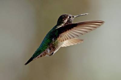 Ученые: колибри могут видеть цвета, которые недоступны человеческому глазу