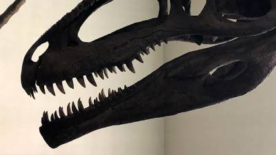 Аргентинские палеонтологи обнаружили новый вид динозавров