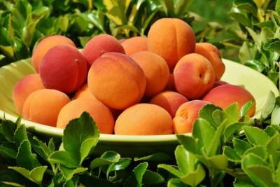 Волгоградцам на заметку: почему на абрикосах сохнут ветки