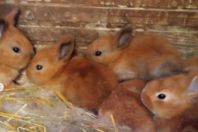 В Этнографическом музее в Улан-Удэ родились сразу девять крольчат