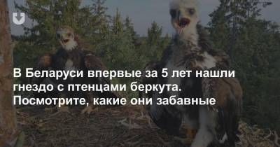 В Беларуси впервые за 5 лет нашли гнездо с птенцами беркута. Посмотрите, какие они забавные